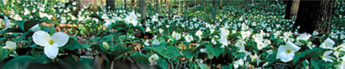 Trilliums in Ontario