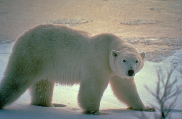 Polar Bear Provincial Park, Ontario